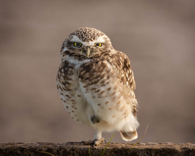 Brazil Lodges for Wildlife Watching