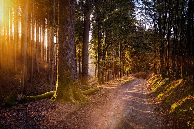 Black Forest Resorts for Quiet Nature