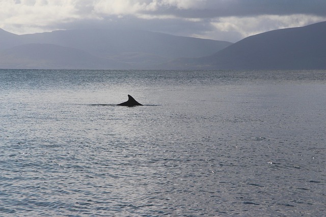 Dingle Homestays for Nature Walks