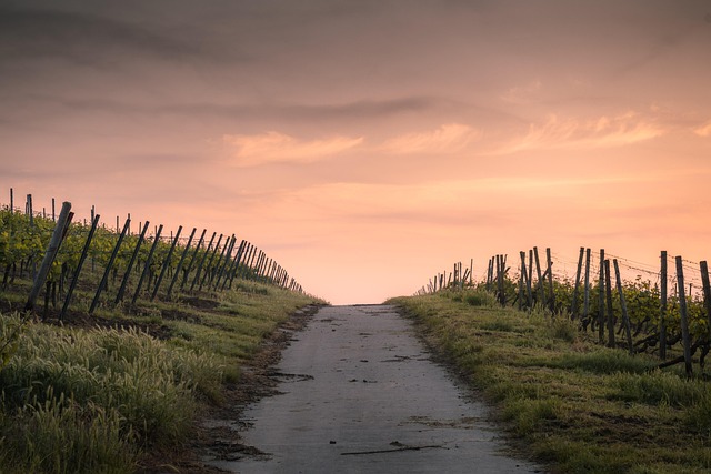 Douro Lodges for Vineyard Roads