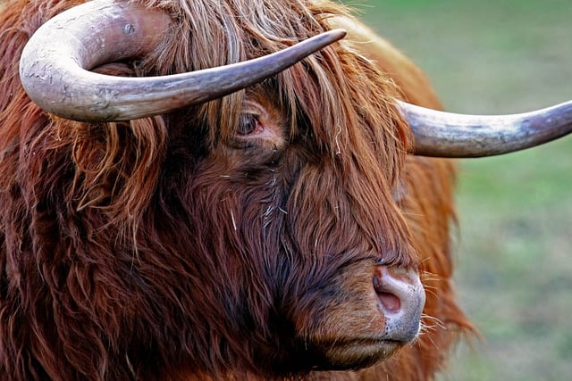 Highland Homestays for Scottish Nature