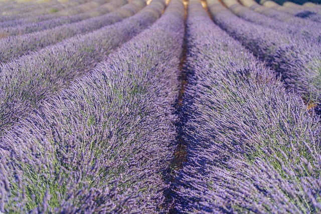 Provence Villas for Lavender Roads