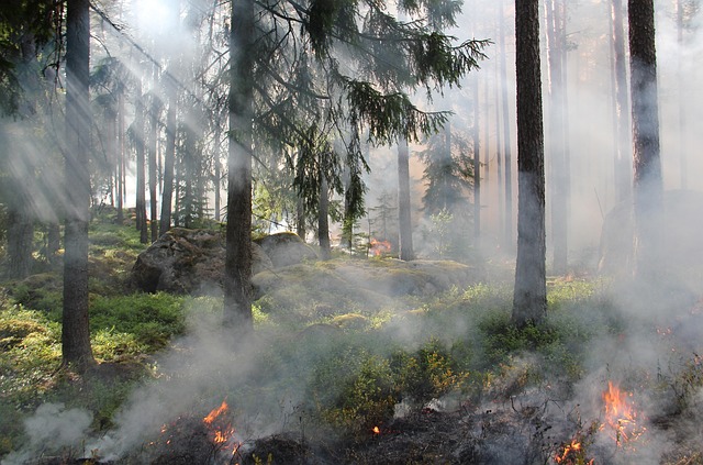 Sweden Lodges for Forest Silence