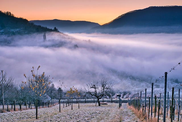 Tuscany Villas for Vineyard Mornings